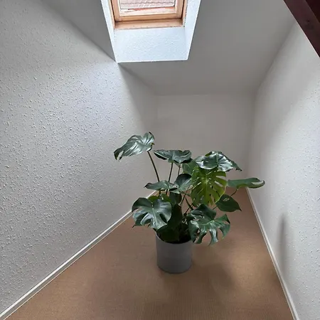 Daire Colmar Charmant Logement